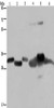 Gel: 8%SDS-PAGE, Lysate: 40 μg, Lane 1-6: Mouse thymus tissue, human ovarian cancer tissue, mouse heart tissue, human fetal liver tissue, mouse liver tissue, SKOV3 cells, Primary antibody: CSB-PA576264 (HMGCL Antibody) at dilution 1/300, Secondary antibody: Goat anti rabbit IgG at 1/8000 dilution, Exposure time: 5 seconds