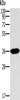 Gel: 10%SDS-PAGE, Lysate: 40 μg, Lane: Human fetal intestine tissue, Primary antibody: CSB-PA522045 (ITLN1 Antibody) at dilution 1/400, Secondary antibody: Goat anti rabbit IgG at 1/8000 dilution, Exposure time: 2 minutes
