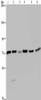 Gel: 6%SDS-PAGE, Lysate: 40 μg, Lane 1-6: K562 cells, A549 cells, HT29 cells, 293T cells, Hela cells, Jurkat cells, Primary antibody: CSB-PA163096 (KARS Antibody) at dilution 1/350, Secondary antibody: Goat anti rabbit IgG at 1/8000 dilution, Exposure time: 20 seconds