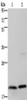 Gel: 10%SDS-PAGE, Lysate: 40 μg, Lane 1-2: Jurkat cells, PC3 cells, Primary antibody: CSB-PA200543 (MCTS1 Antibody) at dilution 1/200, Secondary antibody: Goat anti rabbit IgG at 1/8000 dilution, Exposure time: 1 minute