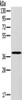 Gel: 8%SDS-PAGE, Lysate: 60 μg, Lane: Hela cells, Primary antibody: CSB-PA162567 (MDH1 Antibody) at dilution 1/200, Secondary antibody: Goat anti rabbit IgG at 1/8000 dilution, Exposure time: 1 minute