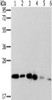 Gel: 10%SDS-PAGE, Lysate: 40 μg, Lane 1-6: Hela cells, hepg2 cells, lncap cells, K562 cells, Jurkat cells, A549 cells, Primary antibody: CSB-PA158054 (MRPL11 Antibody) at dilution 1/300, Secondary antibody: Goat anti rabbit IgG at 1/8000 dilution, Exposure time: 15 seconds