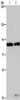 Gel: 6%SDS-PAGE, Lysate: 40 μg, Lane 1-2: Raji cells, K562 cells, Primary antibody: CSB-PA056873 (MRE11A Antibody) at dilution 1/500, Secondary antibody: Goat anti rabbit IgG at 1/8000 dilution, Exposure time: 10 minutes