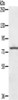 Gel: 6%SDS-PAGE, Lysate: 60 μg, Lane: Hela cells, Primary antibody: CSB-PA946311 (KIRREL2 Antibody) at dilution 1/400, Secondary antibody: Goat anti rabbit IgG at 1/8000 dilution, Exposure time: 30 seconds
