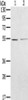 Gel: 8%SDS-PAGE, Lysate: 40 μg, Lane 1-2: A549 cells, hela cells, Primary antibody: CSB-PA158660 (NMT2 Antibody) at dilution 1/400, Secondary antibody: Goat anti rabbit IgG at 1/8000 dilution, Exposure time: 10 seconds