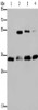 Gel: 8%SDS-PAGE, Lysate: 40 μg, Lane 1-4: Raji cells, 293T cells, Hela cells, 231 cells, Primary antibody: CSB-PA944763 (HMGN5 Antibody) at dilution 1/200, Secondary antibody: Goat anti rabbit IgG at 1/8000 dilution, Exposure time: 5 minutes