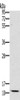 Gel: 10%SDS-PAGE, Lysate: 40 μg, Lane: Mouse kidney tissue, Primary antibody: CSB-PA051247 (SCGB2A1 Antibody) at dilution 1/800, Secondary antibody: Goat anti rabbit IgG at 1/8000 dilution, Exposure time: 10 minutes