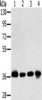 Gel: 8%SDS-PAGE, Lysate: 40 μg, Lane 1-4: Huvec cells, 293T cells, hepg2 cells, mouse liver tissue tissue, Primary antibody: CSB-PA148603 (PDLIM1 Antibody) at dilution 1/600, Secondary antibody: Goat anti rabbit IgG at 1/8000 dilution, Exposure time: 10 seconds