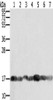 Gel: 12%SDS-PAGE, Lysate: 40 μg, Lane 1-7: PC3 cells, Raji cells, NIH/3T3 cells, K562 cells, hela cells, hepg2 cells, Jurkat cells, Primary antibody: CSB-PA014187 (PPIA Antibody) at dilution 1/400, Secondary antibody: Goat anti rabbit IgG at 1/8000 dilution, Exposure time: 5 seconds