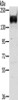 Gel: 6%SDS-PAGE, Lysate: 40 μg, Lane: Mouse brain tissue, Primary antibody: CSB-PA933652 (RASAL2 Antibody) at dilution 1/400, Secondary antibody: Goat anti rabbit IgG at 1/8000 dilution, Exposure time: 20 seconds Gel: 6%SDS-PAGE, Lysate: 40 μg, Lane: Mouse brain tissue, Primary antibody: CSB-PA933652 (RASAL2 Antibody) at dilution 1/400, Secondary antibody: Goat anti rabbit IgG at 1/8000 dilution, Exposure time: 20 seconds