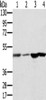 Gel: 8%SDS-PAGE, Lysate: 40 μg, Lane 1-4: Human fetal brain tissue, Human normal liver tissue, human normal kidney tissue, hepg2 cells, Primary antibody: CSB-PA904655 (RNH1 Antibody) at dilution 1/400, Secondary antibody: Goat anti rabbit IgG at 1/8000 dilution, Exposure time: 10 seconds