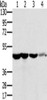 Gel: 8%SDS-PAGE, Lysate: 40 μg, Lane 1-5: HT29 cells, human normal kidney tissue, Lo2 cells, human normal liver tissue, human fetal brain tissue, Primary antibody: CSB-PA534045 (RNH1 Antibody) at dilution 1/400, Secondary antibody: Goat anti rabbit IgG at 1/8000 dilution, Exposure time: 10 seconds