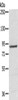 Gel: 6%SDS-PAGE, Lysate: 40 μg, Lane: 231 cells, Primary antibody: CSB-PA798266 (RPS6KA1 Antibody) at dilution 1/800, Secondary antibody: Goat anti rabbit IgG at 1/8000 dilution, Exposure time: 30 seconds