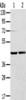 Gel: 8%SDS-PAGE, Lysate: 40 μg, Lane 1-2: Hepg2 cells, hela cells, Primary antibody: CSB-PA071515 (RRAGA Antibody) at dilution 1/400, Secondary antibody: Goat anti rabbit IgG at 1/8000 dilution, Exposure time: 3 seconds