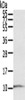 Gel: 12%SDS-PAGE, Lysate: 40 μg, Lane: A431 cells, Primary antibody: CSB-PA825365 (S100P Antibody) at dilution 1/600, Secondary antibody: Goat anti rabbit IgG at 1/8000 dilution, Exposure time: 30 seconds