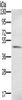 Gel: 8%SDS-PAGE, Lysate: 40 μg, Lane: Human fetal brain tissue, Primary antibody: CSB-PA125380 (S100PBP Antibody) at dilution 1/350, Secondary antibody: Goat anti rabbit IgG at 1/8000 dilution, Exposure time: 1 minute
