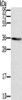 Gel: 8%SDS-PAGE, Lysate: 40 μg, Lane: Human normal liver tissue, Primary antibody: CSB-PA133992 (SNX11 Antibody) at dilution 1/300, Secondary antibody: Goat anti rabbit IgG at 1/8000 dilution, Exposure time: 5 minutes