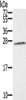 Gel: 12%SDS-PAGE, Lysate: 40 μg, Lane: K562 cells, Primary antibody: CSB-PA578286 (SSX1 Antibody) at dilution 1/350, Secondary antibody: Goat anti rabbit IgG at 1/8000 dilution, Exposure time: 1 minute