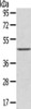 Gel: 8%SDS-PAGE, Lysate: 40 μg, , Primary antibody: CSB-PA991744 (LEFTY2 Antibody) at dilution 1/800 dilution, Secondary antibody: Goat anti rabbit IgG at 1/8000 dilution, Exposure time: 30 seconds