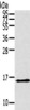 Gel: 12%SDS-PAGE, Lysate: 40 μg, , Primary antibody: CSB-PA574019 (THRSP Antibody) at dilution 1/300 dilution, Secondary antibody: Goat anti rabbit IgG at 1/8000 dilution, Exposure time: 5 minutes