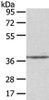 Gel: 8%SDS-PAGE, Lysate: 40 μg, Lane: Mouse brain tissue, Primary antibody: CSB-PA958257 (STRAP Antibody) at dilution 1/400 dilution, Secondary antibody: Goat anti rabbit IgG at 1/8000 dilution, Exposure time: 10 seconds