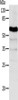 Gel: 10%SDS-PAGE, Lysate: 20 μg, Lane: HepG2 cells, Primary antibody: CSB-PA440339 (ABCG2 Antibody) at dilution 1/1000, Secondary antibody: Goat anti rabbit IgG at 1/8000 dilution, Exposure time: 10 seconds