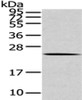 Gel: 12%SDS-PAGE, Lysate: 40 μg, , Primary antibody: CSB-PA079391 (ARL2 Antibody) at dilution 1/200 dilution, Secondary antibody: Goat anti rabbit IgG at 1/8000 dilution, Exposure time: 10 seconds