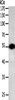 Gel: 10%SDS-PAGE, Lysate: 50 μg, Lane: NIH/3T3 cells, Primary antibody: CSB-PA291244 (CASP12 Antibody) at dilution 1/700, Secondary antibody: Goat anti rabbit IgG at 1/8000 dilution, Exposure time: 2 minutes
