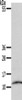 Gel: 15%SDS-PAGE, Lysate: 40 μg, Lane: Human fetal muscle tissue, Primary antibody: CSB-PA174494 (CCL17 Antibody) at dilution 1/1100, Secondary antibody: Goat anti rabbit IgG at 1/8000 dilution, Exposure time: 45 seconds