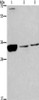 Gel: 8%SDS-PAGE, Lysate: 40 μg, Lane 1-3: Jurkat cells, Hela cells, HT-29 cells, Primary antibody: CSB-PA952871 (CDK1 Antibody) at dilution 1/300 dilution, Secondary antibody: Goat anti rabbit IgG at 1/8000 dilution, Exposure time: 5 minutes