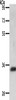 Gel: 10%SDS-PAGE, Lysate: 40 μg, Lane: Jurkat cells, Primary antibody: CSB-PA537097 (JUND Antibody) at dilution 1/800, Secondary antibody: Goat anti rabbit IgG at 1/8000 dilution, Exposure time: 2 minutes