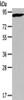 Gel: 6%SDS-PAGE, Lysate: 40 μg, , Primary antibody: CSB-PA788466 (CUL2 Antibody) at dilution 1/440 dilution, Secondary antibody: Goat anti rabbit IgG at 1/8000 dilution, Exposure time: 3 minutes