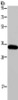 Gel: 10%SDS-PAGE, Lysate: 40 μg, Lane: Mouse heart tissue, Primary antibody: CSB-PA579941 (AQP4 Antibody) at dilution 1/200, Secondary antibody: Goat anti rabbit IgG at 1/8000 dilution, Exposure time: 1 minute