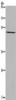 Gel: 8%SDS-PAGE, Lysate: 40 μg, Lane: LoVo cells, Primary antibody: CSB-PA826092 (PTGER4 Antibody) at dilution 1/600, Secondary antibody: Goat anti rabbit IgG at 1/8000 dilution, Exposure time: 1 minute