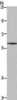 Gel: 6%SDS-PAGE, Lysate: 40 μg, Lane: Human fetal brain tissue, Primary antibody: CSB-PA102201 (GAD1 Antibody) at dilution 1/571, Secondary antibody: Goat anti rabbit IgG at 1/8000 dilution, Exposure time: 1 minute