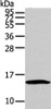 Gel: 12%SDS-PAGE, Lysate: 40 μg, Lane: HT-29 cell, Primary antibody: CSB-PA230265 (HMGA1 Antibody) at dilution 1/250 dilution, Secondary antibody: Goat anti rabbit IgG at 1/8000 dilution, Exposure time: 1 minute