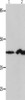 Gel: 12%SDS-PAGE, Lysate: 30 μg, Lane 1-2: NIH/3T3 cells, Jurkat cells, Primary antibody: CSB-PA090613 (IRF1 Antibody) at dilution 1/750, Secondary antibody: Goat anti rabbit IgG at 1/8000 dilution, Exposure time: 1 minute