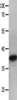 Gel: 10%SDS-PAGE, Lysate: 40 μg, Lane: 293T cells, Primary antibody: CSB-PA950615 (MAPK10 Antibody) at dilution 1/200, Secondary antibody: Goat anti rabbit IgG at 1/8000 dilution, Exposure time: 20 minutes