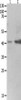 Gel: 10%SDS-PAGE, Lysate: 40 μg, Lane 1-2: 293T cells, Human fetal kidney tissue, Primary antibody: CSB-PA156966 (LRPAP1 Antibody) at dilution 1/1600, Secondary antibody: Goat anti rabbit IgG at 1/8000 dilution, Exposure time: 2 minutes