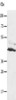 Gel: 10+12%SDS-PAGE, Lysate: 30 μg, Lane: A549 cells, Primary antibody: CSB-PA119717 (SLC16A7 Antibody) at dilution 1/450, Secondary antibody: Goat anti rabbit IgG at 1/8000 dilution, Exposure time: 20 seconds