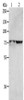 Gel: 8%SDS-PAGE, Lysate: 40 μg, Lane 1-2: Hela cells, 293T cells, Primary antibody: CSB-PA966451 (MCMBP Antibody) at dilution 1/1300, Secondary antibody: Goat anti rabbit IgG at 1/8000 dilution, Exposure time: 2 minutes