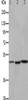Gel: 10%SDS-PAGE, Lysate: 40 μg, Lane 1-3: Mouse kidney tissue, Mouse brain tissue, Mouse heart tissue, Primary antibody: CSB-PA949345 (HCRTR2 Antibody) at dilution 1/1100, Secondary antibody: Goat anti rabbit IgG at 1/8000 dilution, Exposure time: 90 seconds