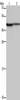 Gel: 10%SDS-PAGE, Lysate: 40 μg, Lane 1-2: A549 cells, mouse liver tissue, Primary antibody: CSB-PA548912 (P2RY1 Antibody) at dilution 1/200, Secondary antibody: Goat anti rabbit IgG at 1/8000 dilution, Exposure time: 30 seconds