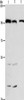 Gel: 6%SDS-PAGE, Lysate: 40 μg, Lane 1-3: HepG2 cells, 231 cells, hela cells, Primary antibody: CSB-PA135409 (ANAPC4 Antibody) at dilution 1/300, Secondary antibody: Goat anti rabbit IgG at 1/8000 dilution, Exposure time: 1 minute