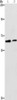 Gel: 6%SDS-PAGE, Lysate: 40 μg, Lane 1-2: RAW264.7, hepG2 cells, Primary antibody: CSB-PA125715 (CDC23 Antibody) at dilution 1/200, Secondary antibody: Goat anti rabbit IgG at 1/8000 dilution, Exposure time: 40 seconds