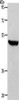 Gel: 10%SDS-PAGE, Lysate: 40 μg, Lane: Mouse brain tissue, Primary antibody: CSB-PA193689 (S1PR1 Antibody) at dilution 1/700, Secondary antibody: Goat anti rabbit IgG at 1/8000 dilution, Exposure time: 10 seconds