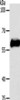Gel: 8%SDS-PAGE, Lysate: 40 μg, Lane: MCF7 cells, Primary antibody: CSB-PA084371 (KRT10 Antibody) at dilution 1/750, Secondary antibody: Goat anti rabbit IgG at 1/8000 dilution, Exposure time: 30 seconds
