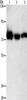 Gel: 8%SDS-PAGE, Lysate: 40 μg, Lane 1-3: Human fetal muscle tissue, K562 cells, hela cells, Primary antibody: CSB-PA920990 (AMPD1 Antibody) at dilution 1/1600, Secondary antibody: Goat anti rabbit IgG at 1/8000 dilution, Exposure time: 3 seconds Gel: 8%SDS-PAGE, Lysate: 40 μg, Lane 1-3: Human fetal muscle tissue, K562 cells, hela cells, Primary antibody: CSB-PA920990 (AMPD1 Antibody) at dilution 1/1600, Secondary antibody: Goat anti rabbit IgG at 1/8000 dilution, Exposure time: 3 seconds