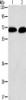 Gel: 10%SDS-PAGE, Lysate: 40 μg, Lane 1-2: Jurkat cells, NIH/3T3 cells, Primary antibody: CSB-PA937356 (PRKCA Antibody) at dilution 1/500, Secondary antibody: Goat anti rabbit IgG at 1/8000 dilution, Exposure time: 1 minute