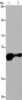 Gel: 6%SDS-PAGE, Lysate: 40 μg, Lane 1-2: Mouse liver tissue, HepG2 cells, Primary antibody: CSB-PA594525 (AHRR Antibody) at dilution 1/430, Secondary antibody: Goat anti rabbit IgG at 1/8000 dilution, Exposure time: 2 minutes